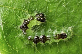 Acronicta strigosa larva
