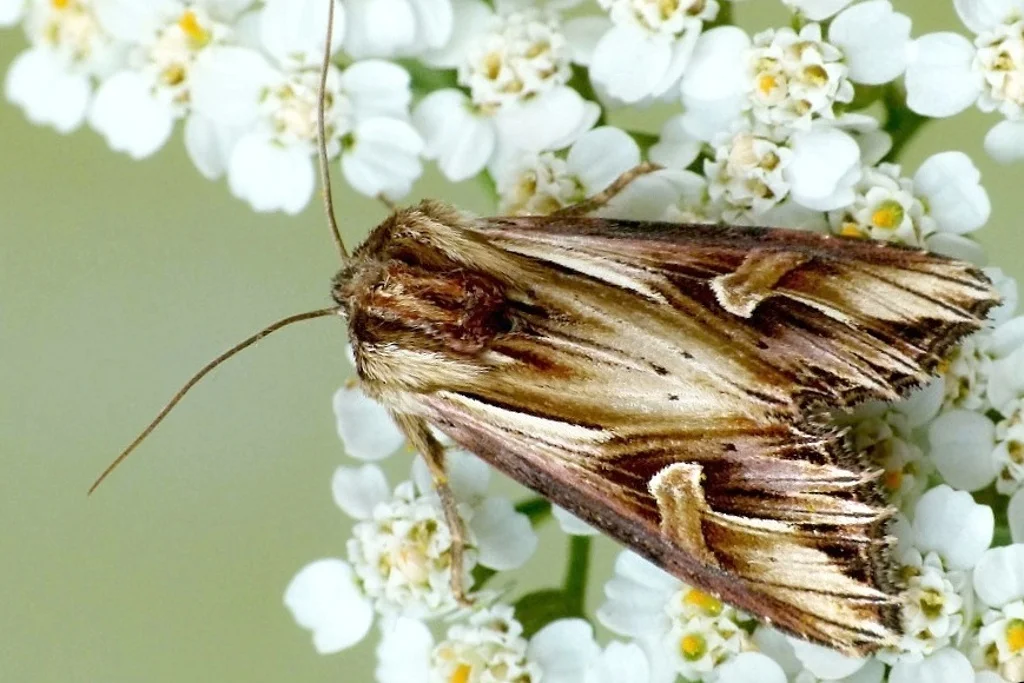 Actinotia polyodon imago