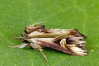 Actinotia polyodon imago