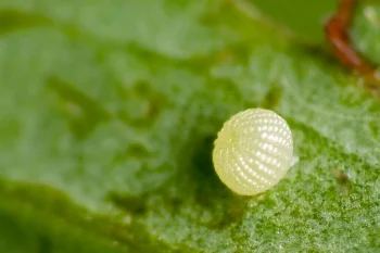 Actinotia polyodon ova