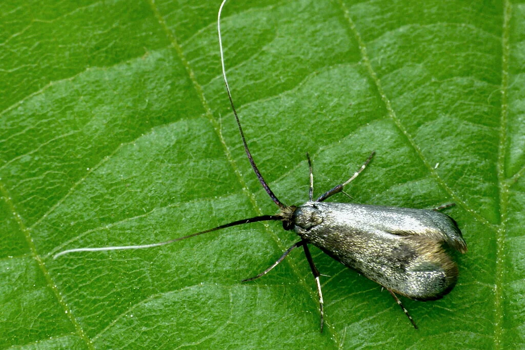 Adela reaumurella imago