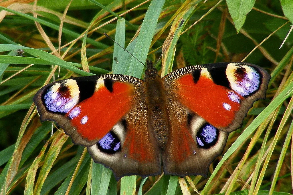 Aglais io imago