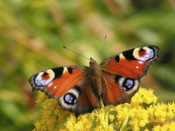 Aglais io imago