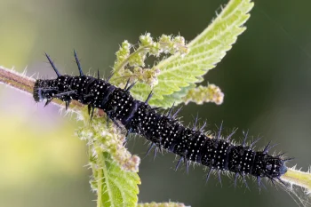 Aglais io larva