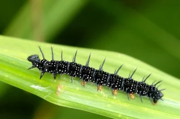Aglais io larva