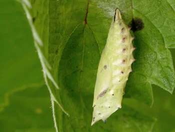 Aglais io pupa
