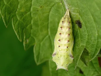 Aglais io pupa