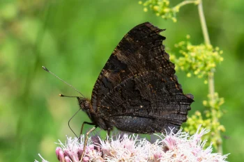 Aglais io imago