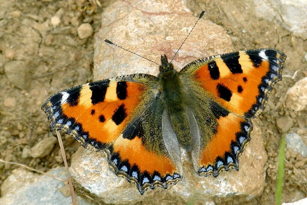 Aglais urticae imago
