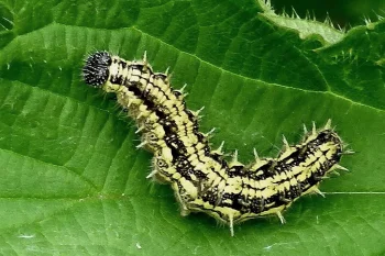 Aglais urticae larva