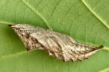 Aglais urticae pupa