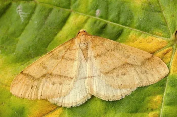 Agriopis aurantiaria imago