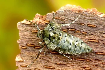 Agriopis aurantiaria imago