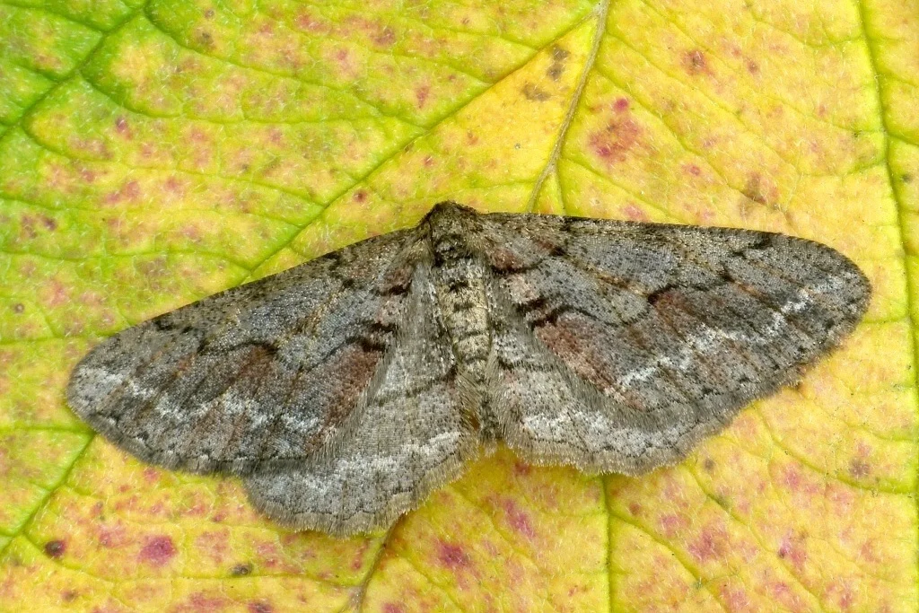 Agriopis bajaria imago