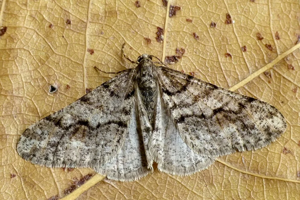 Agriopis leucophaearia imago