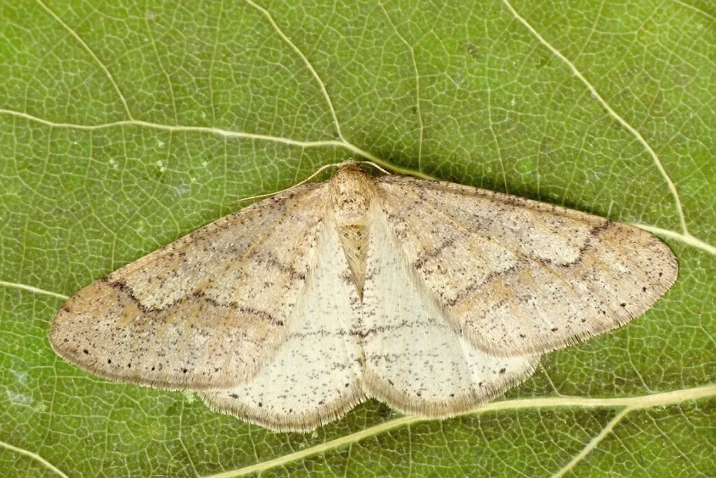 Agriopis marginaria imago