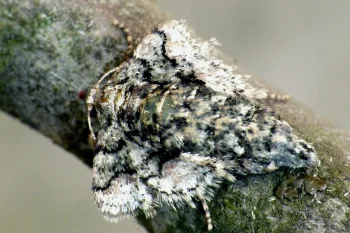 Agriopis marginaria imago