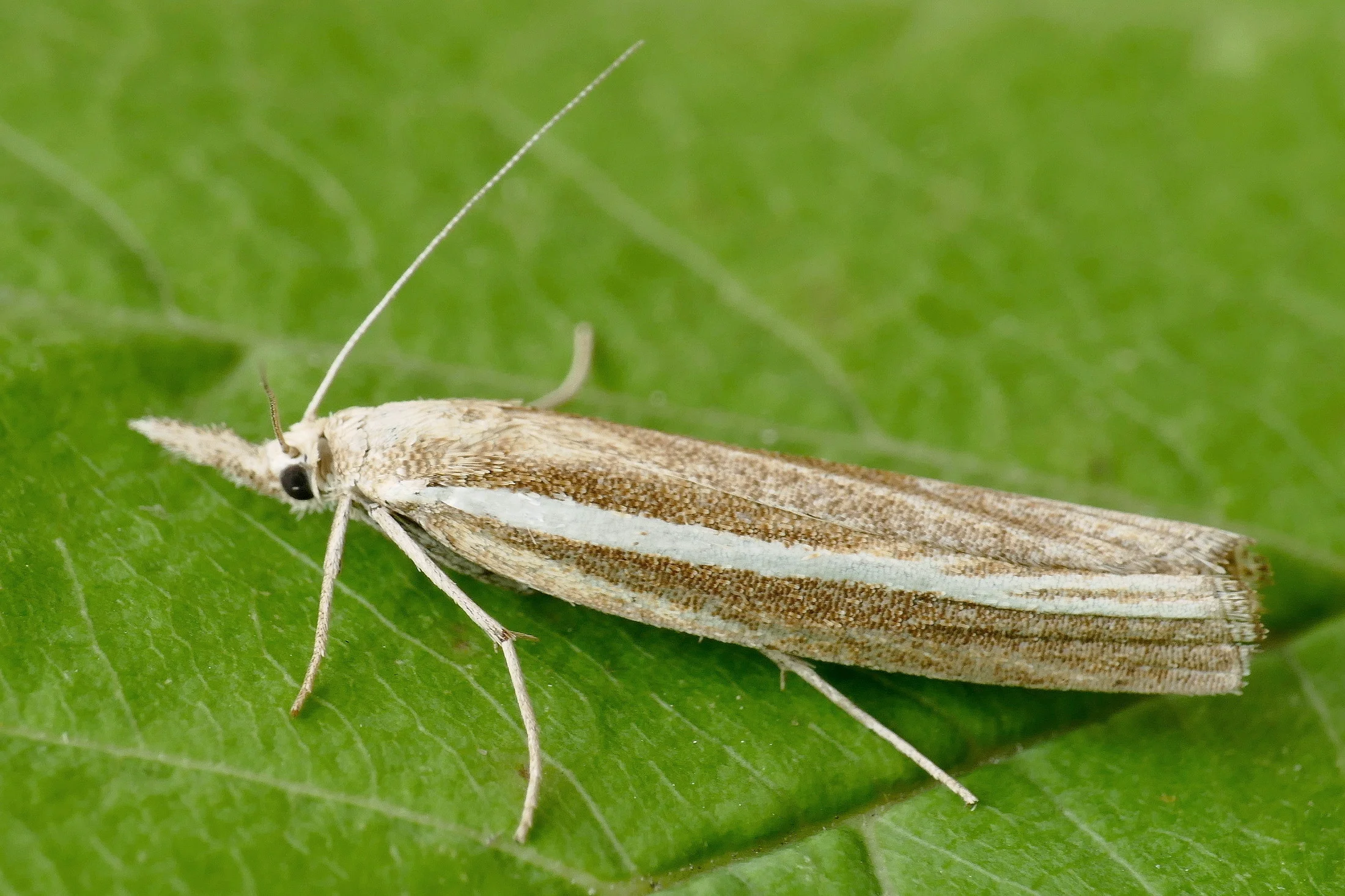 Agriphila selasella imago