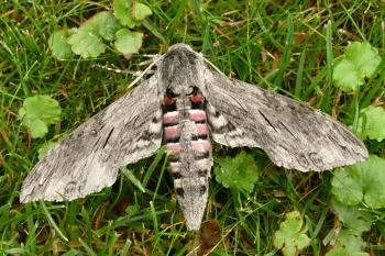 Agrius convolvuli imago