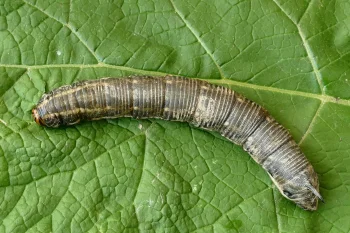 Agrius convolvuli larva