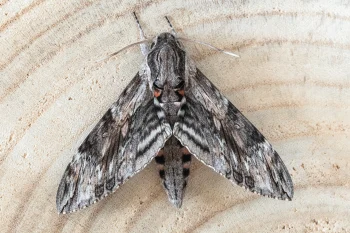 Agrius convolvuli imago