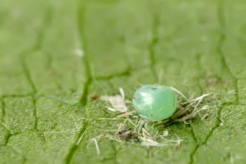 Agrius convolvuli ova