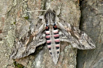 Agrius convolvuli imago