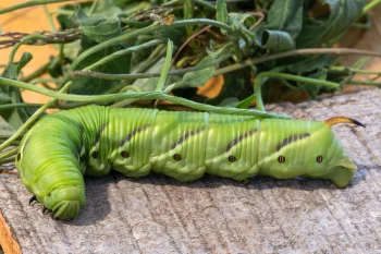 Agrius convolvuli larva