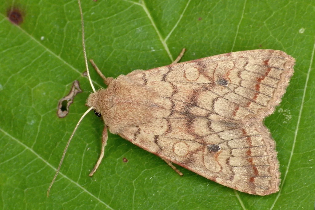 Agrochola circellaris imago