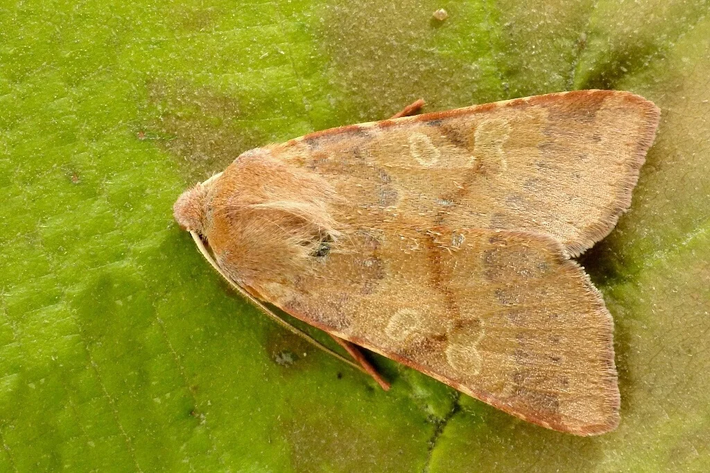 Agrochola helvola imago