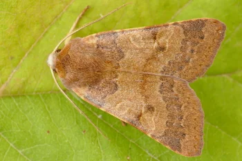 Agrochola helvola imago