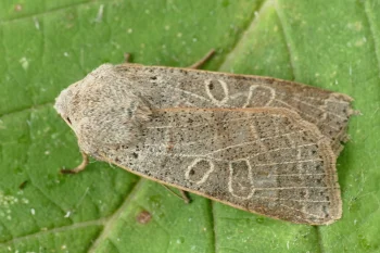Agrochola humilis imago