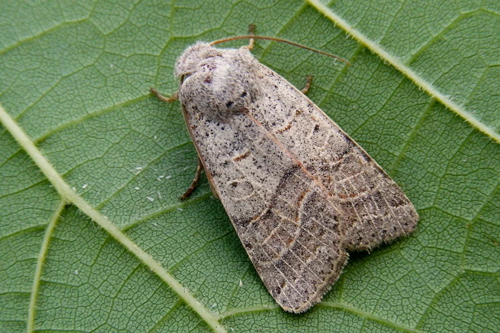 Agrochola humilis imago