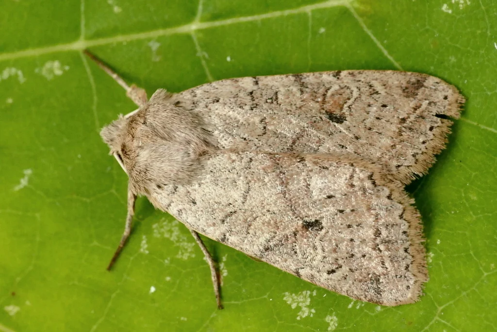 Agrochola laevis imago