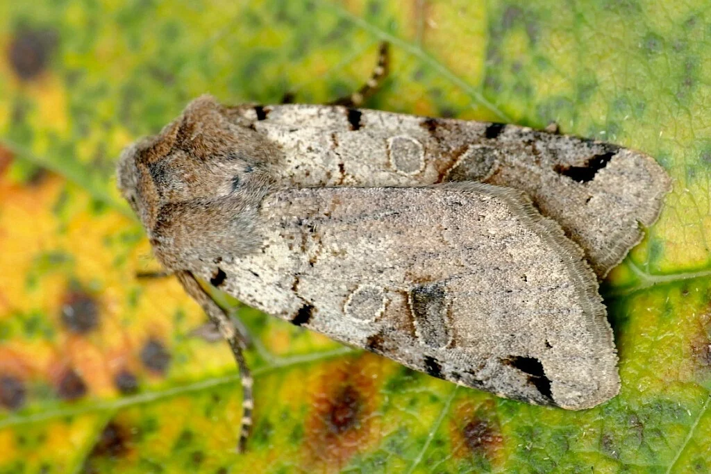 Agrochola litura imago