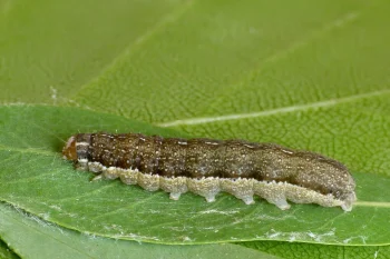 Agrochola lota larva