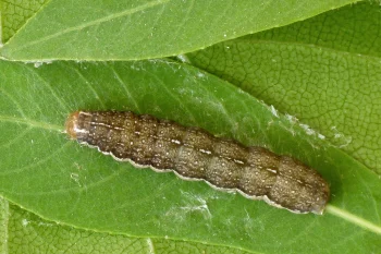 Agrochola lota larva