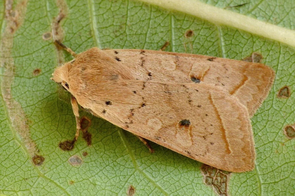 Agrochola macilenta imago