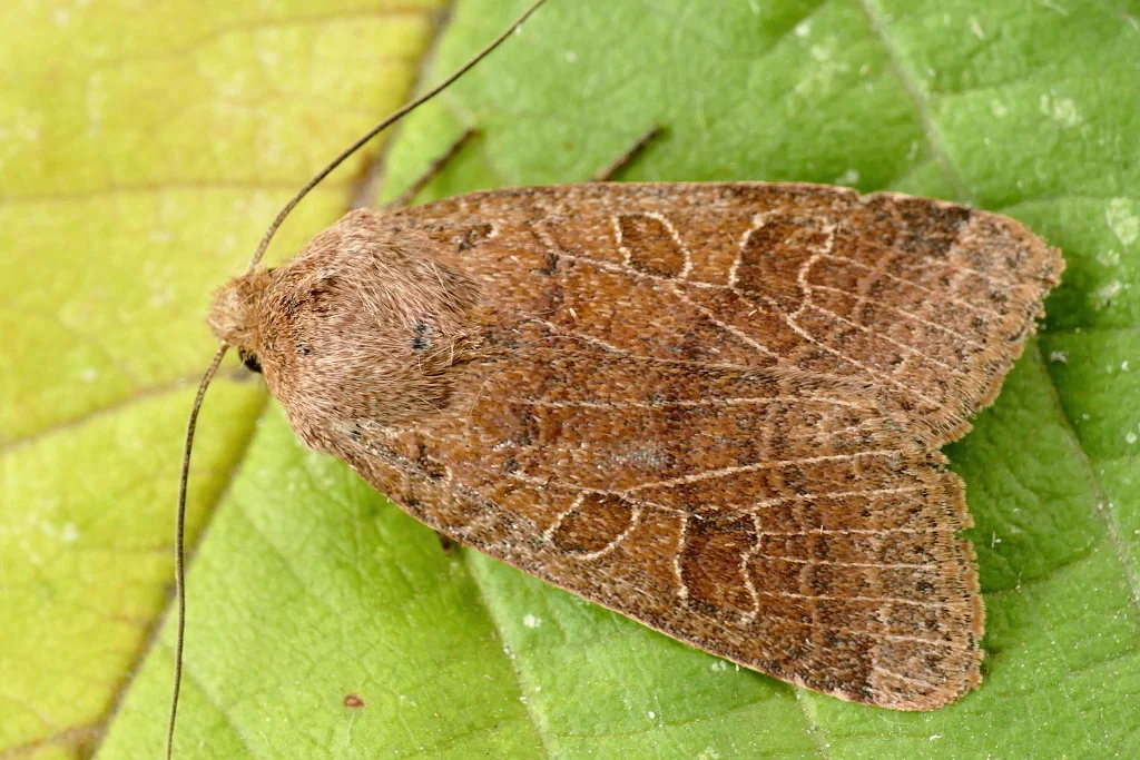 Agrochola nitida imago
