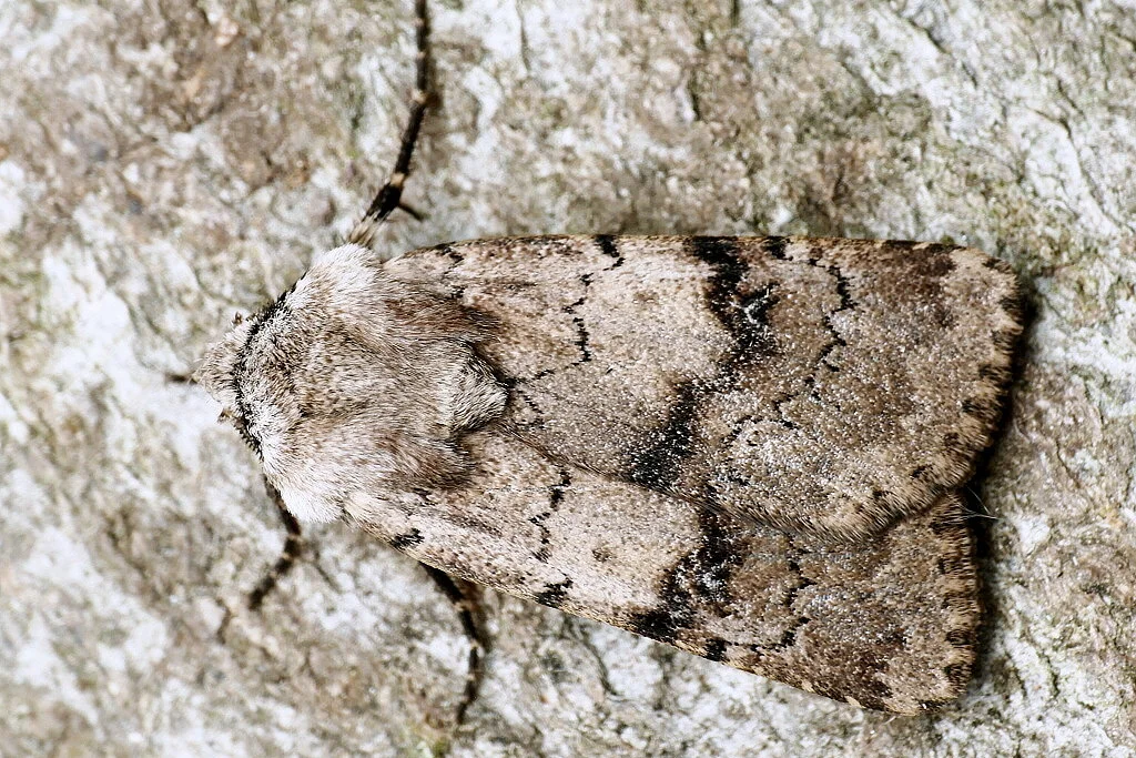 Agrotis cinerea imago