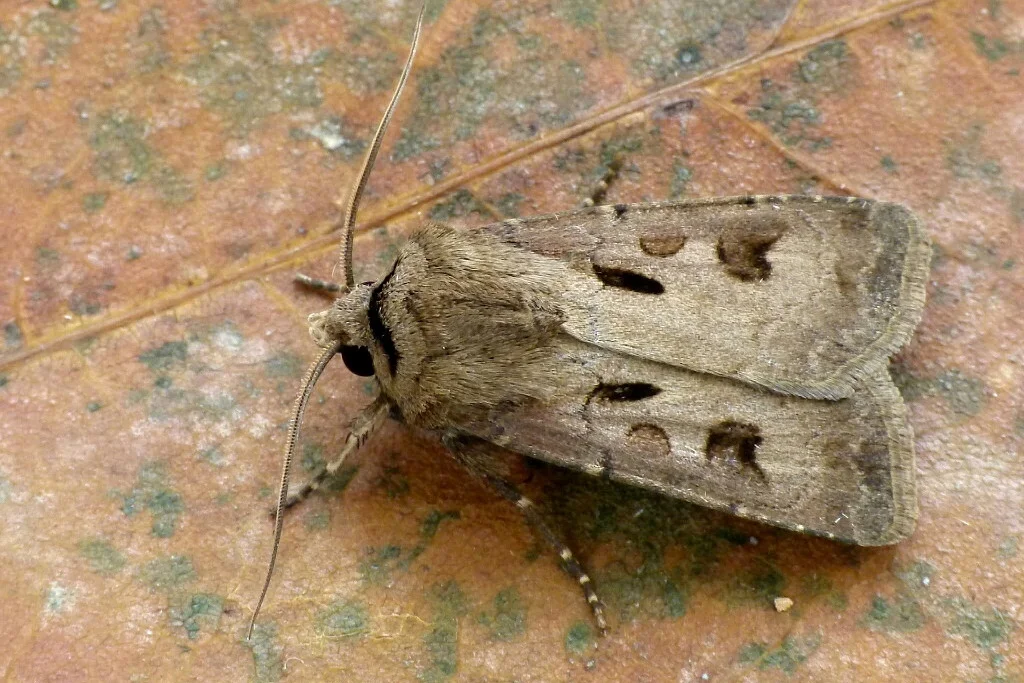 Agrotis exclamationis imago