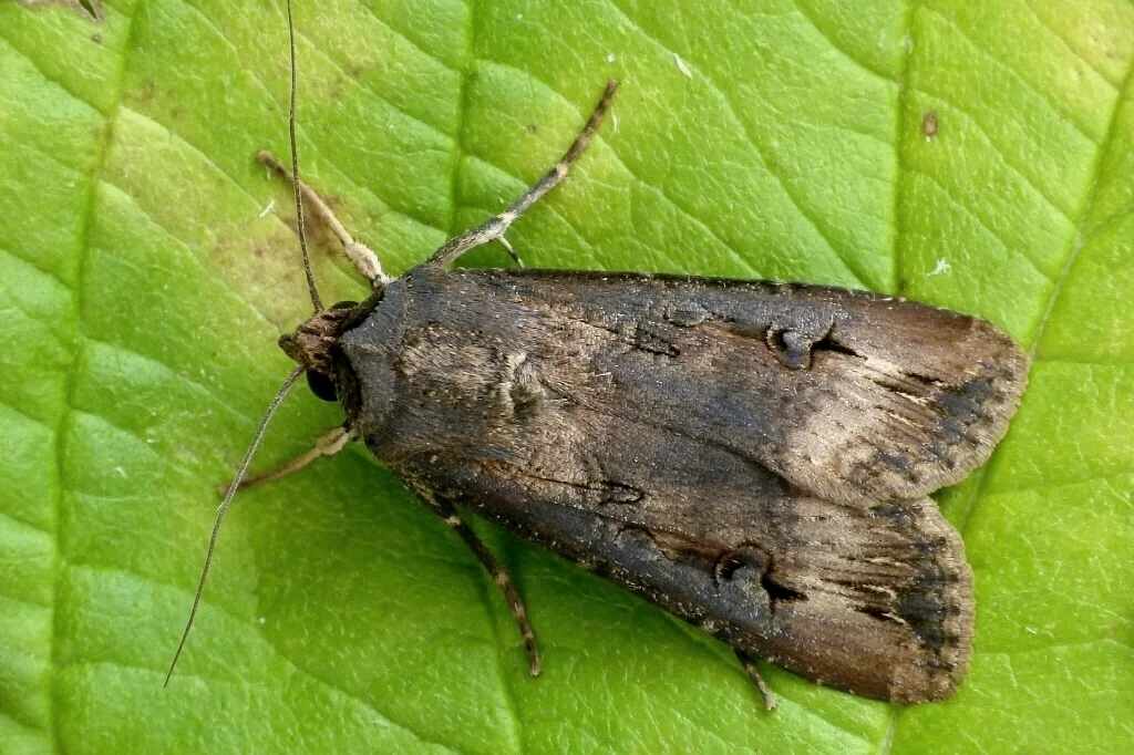 Agrotis ipsilon imago