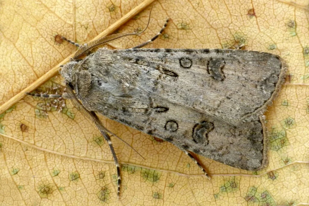 Agrotis segetum imago