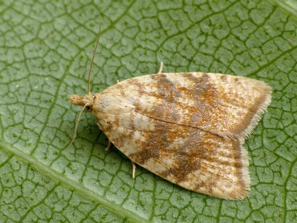 Aleimma loeflingiana imago