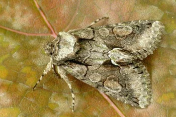 Allophyes oxyacanthae imago