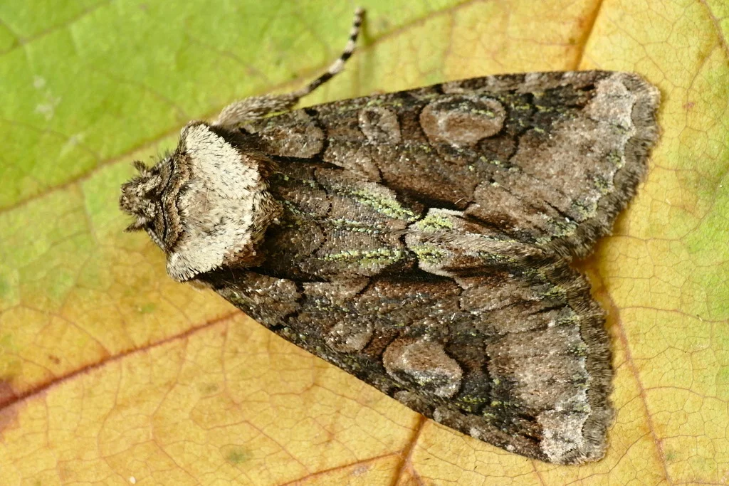 Allophyes oxyacanthae imago