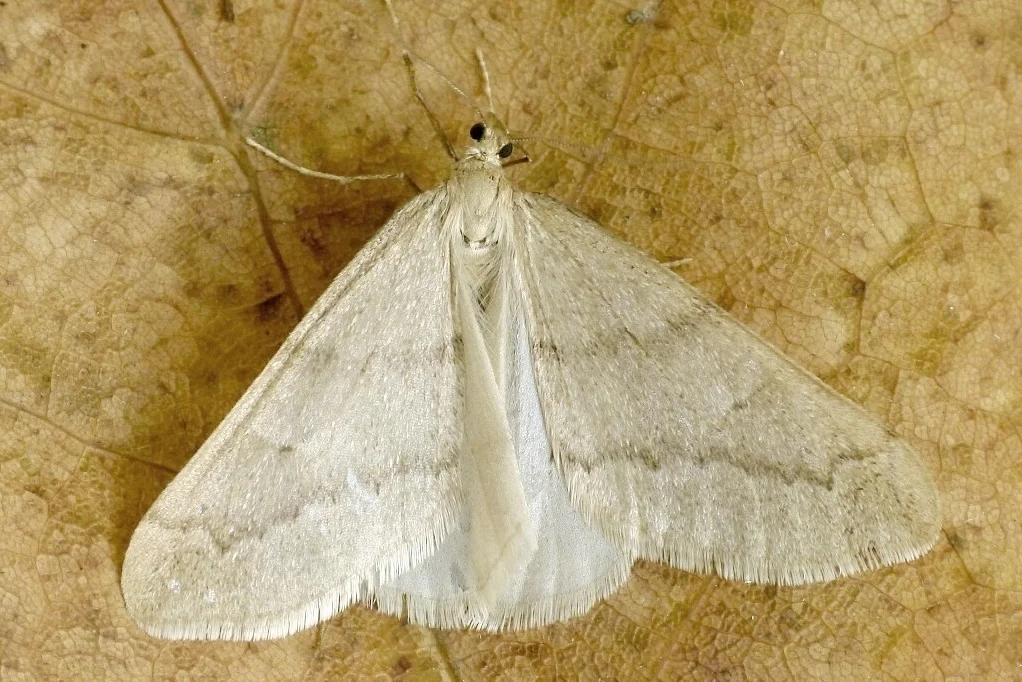 Alsophila aceraria imago
