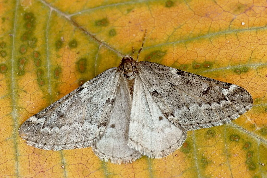Alsophila aescularia imago
