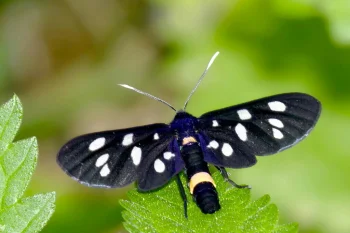 Amata phegea imago