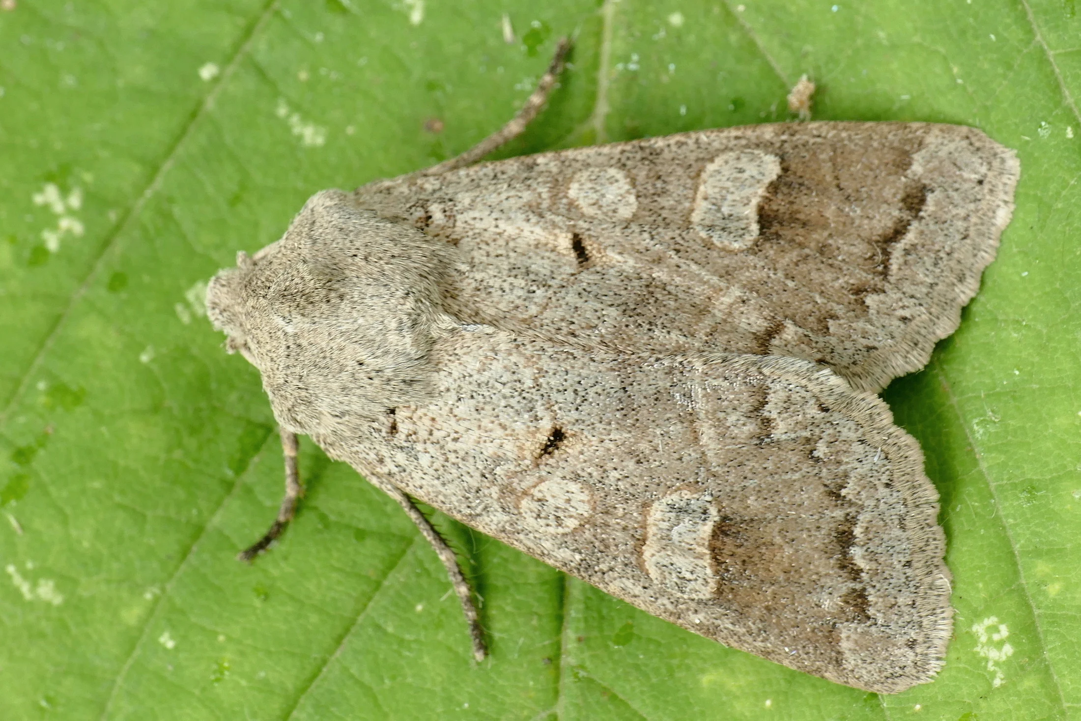 Ammoconia caecimacula imago